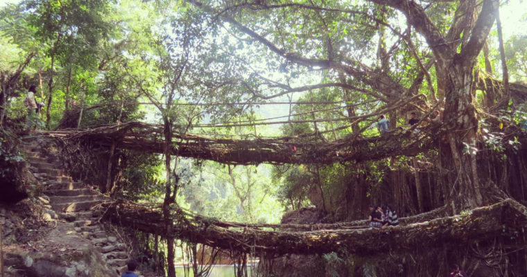 Double-Decker Living Root Bridge Trek, Cherrapunji