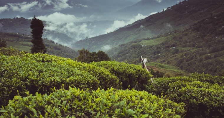 Tea Gardens, Darjeeling
