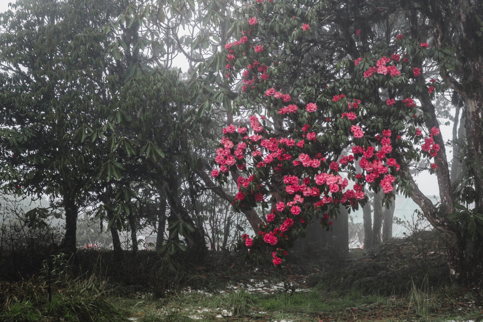 Trekking in the Barsey Rhododendron Sanctuary, Sikkim