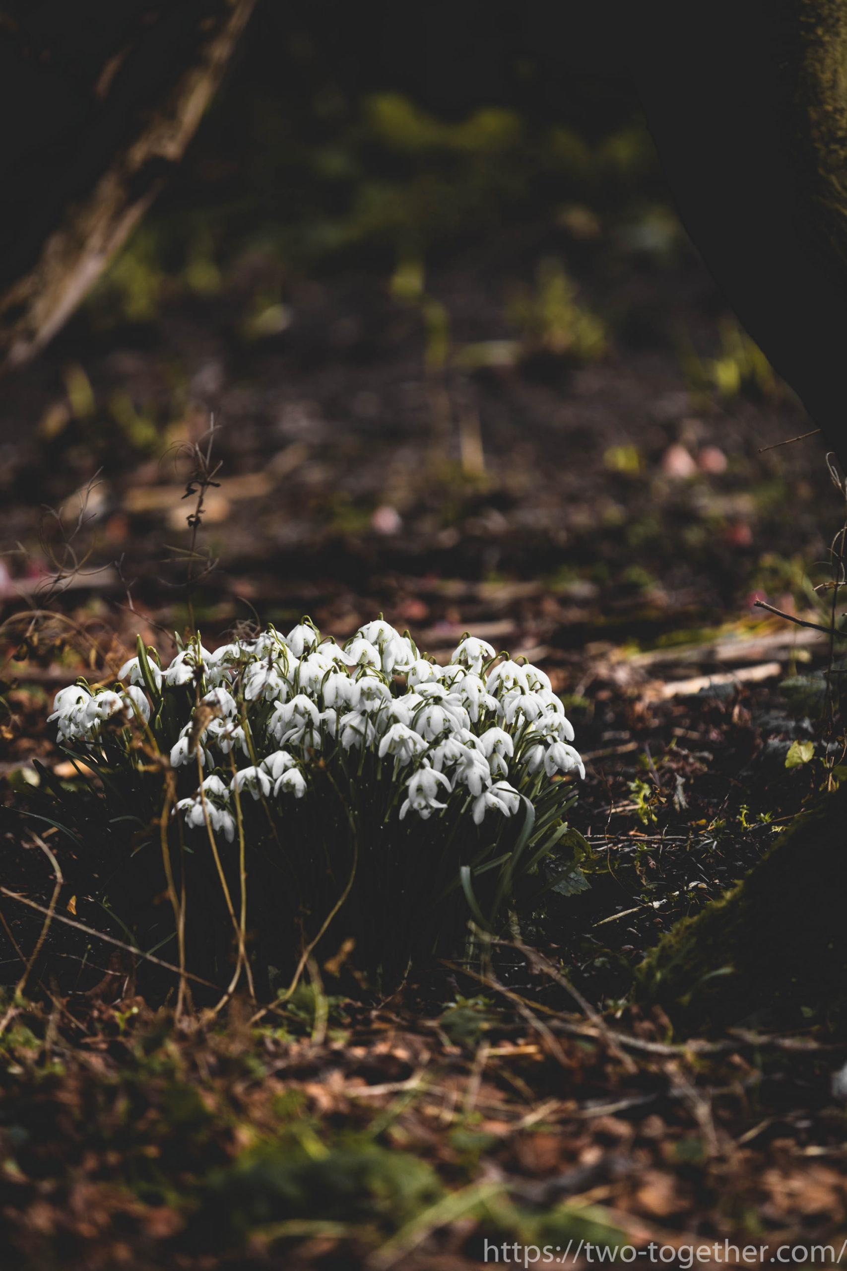 Snowdrops at the Botanics