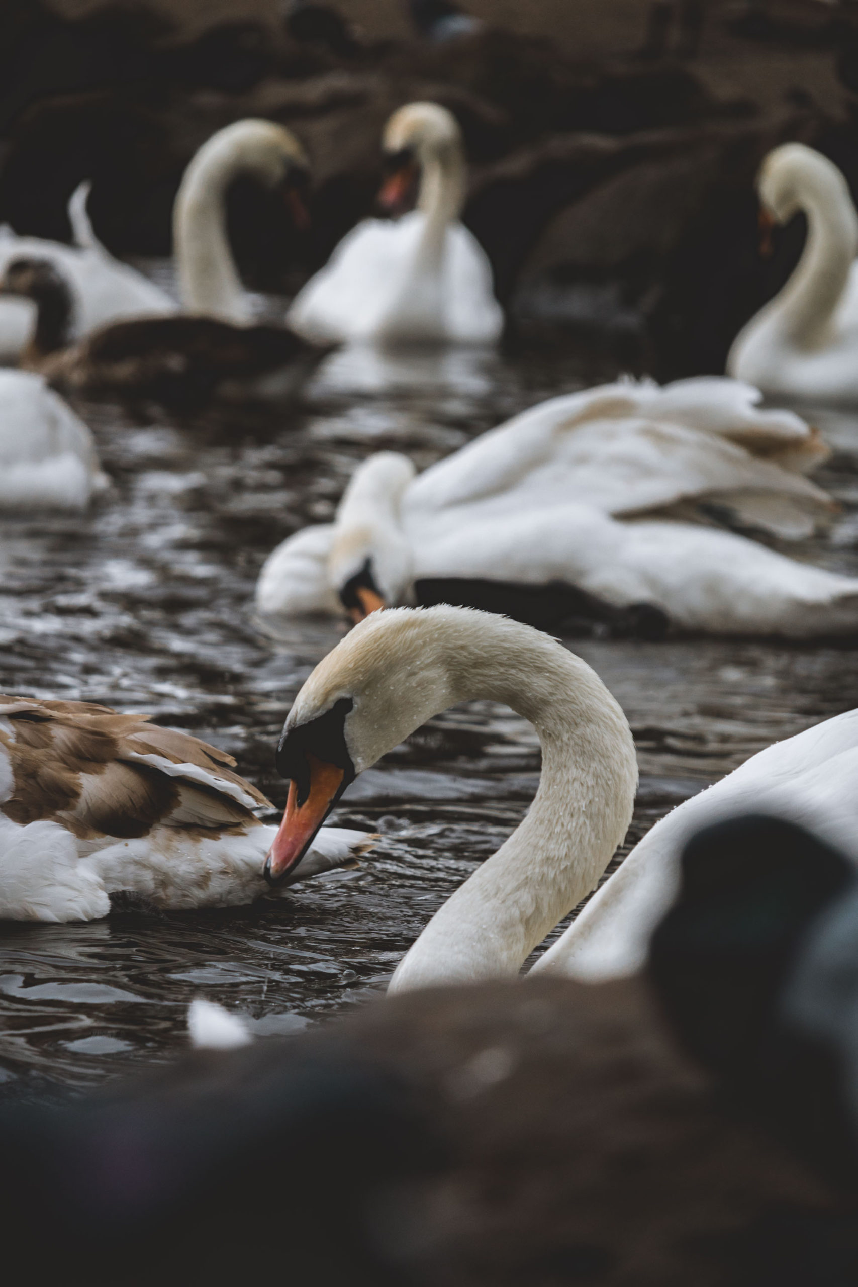 Swans in St. Margaret's Loch