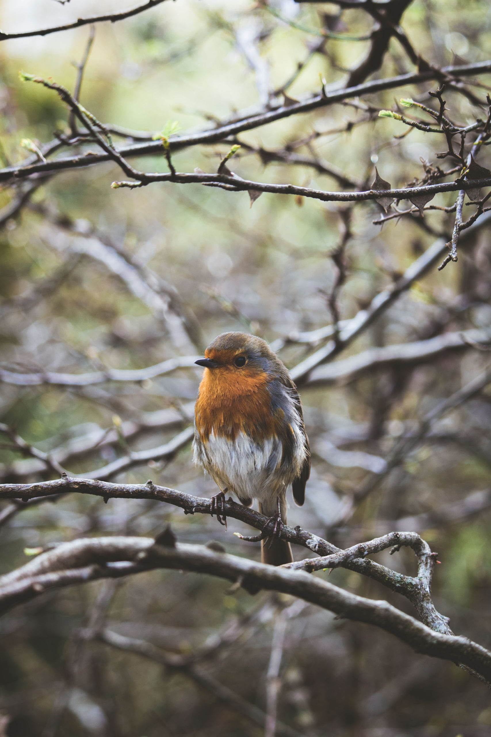 Robin spotting!