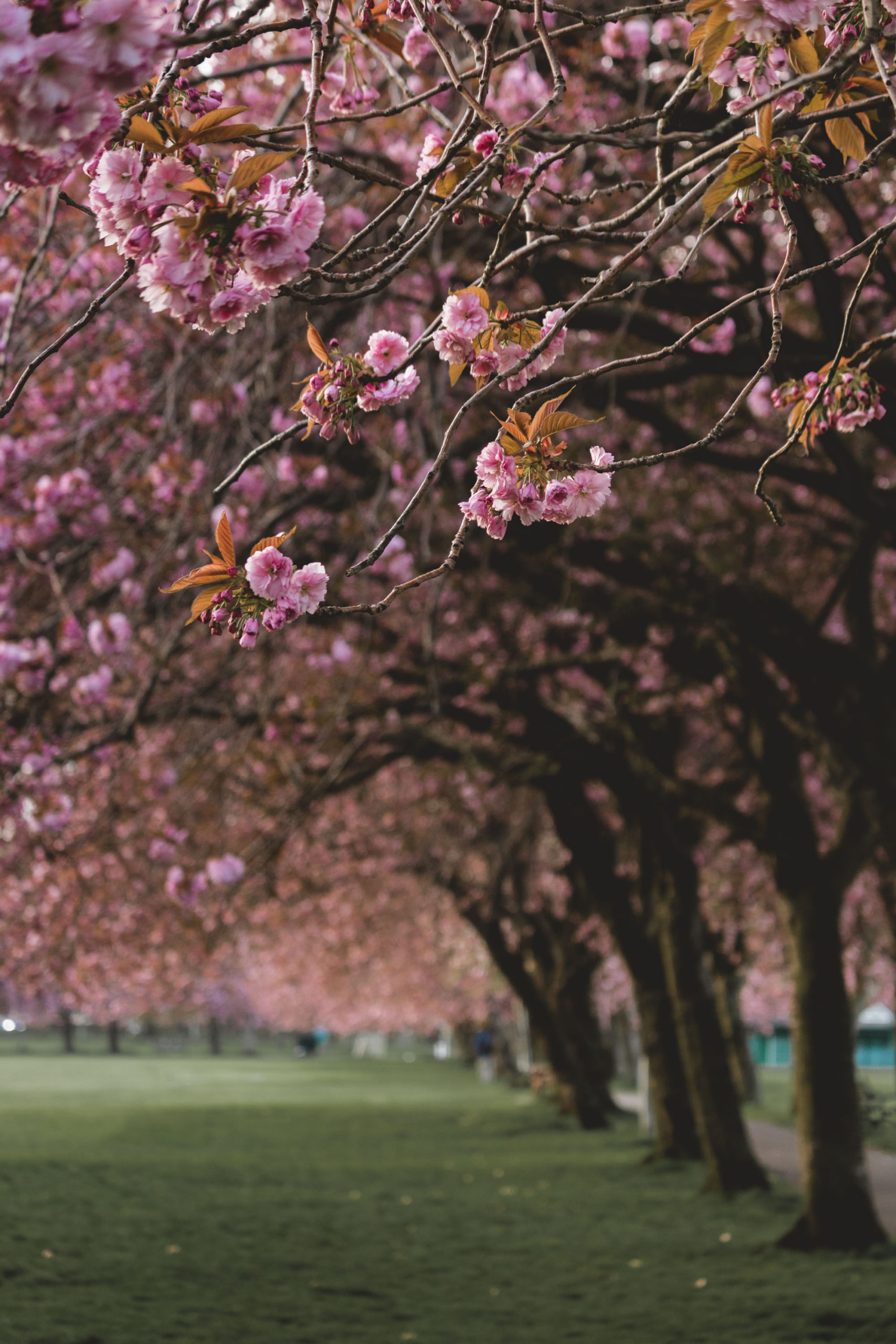 Cherry blossoms in the meadow