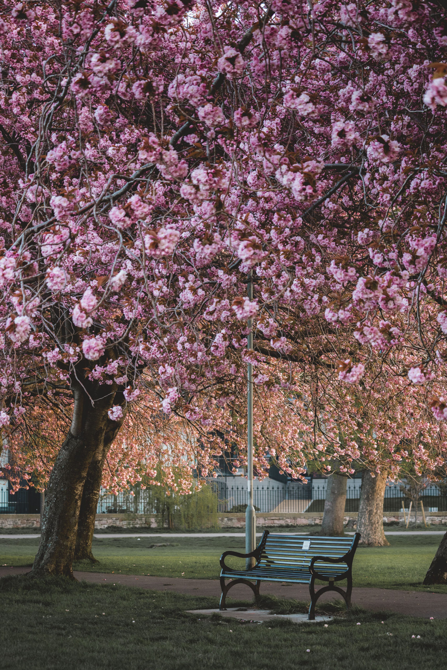 Cherry Blossoms at the Meadows