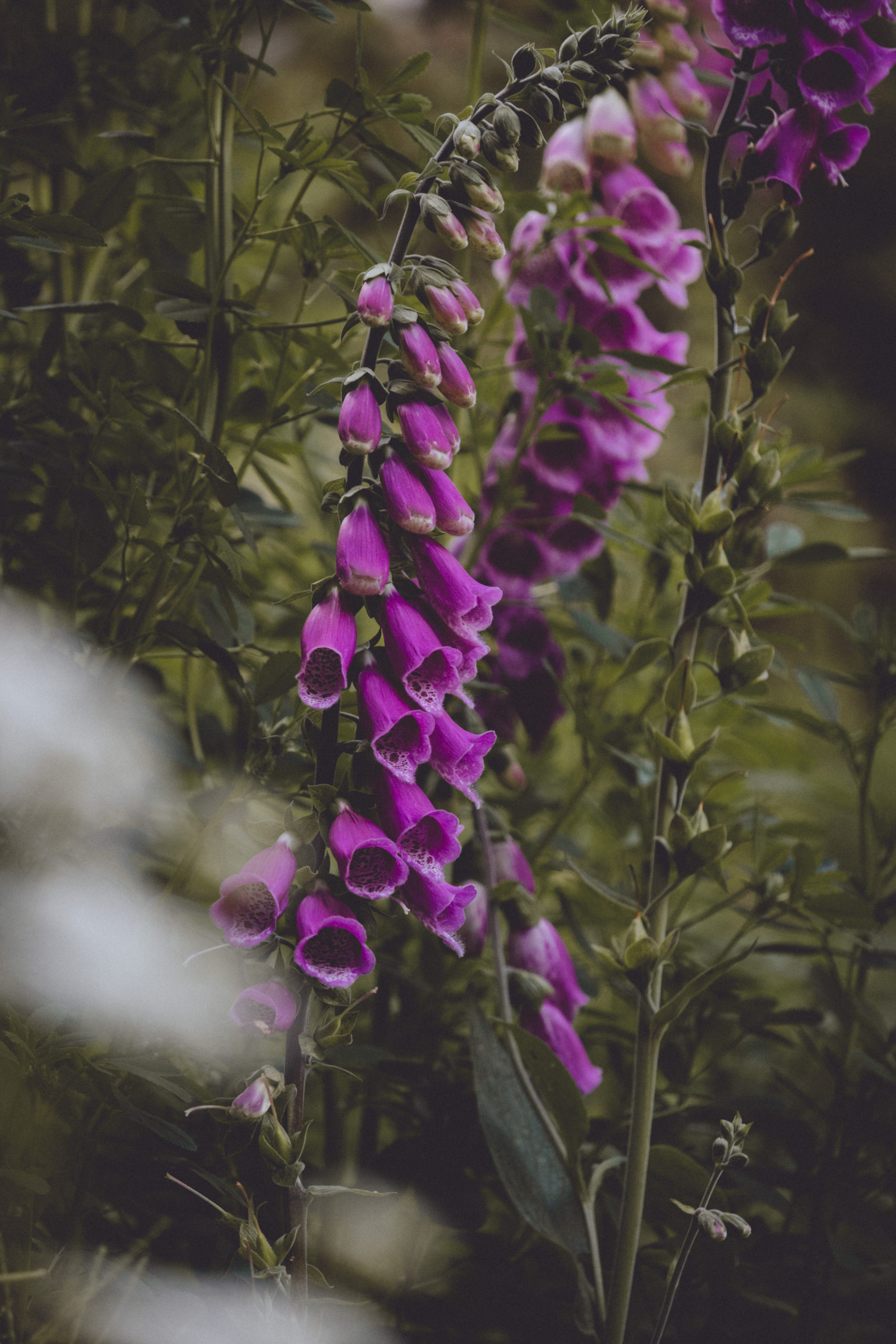 Blackford Hill - Top Free Things to Do in Edinburgh
