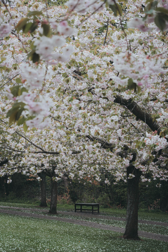 Cherry blossoms at Kyoto Friendship Garden