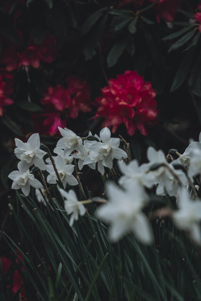 Daffodils at Lauriston Castle