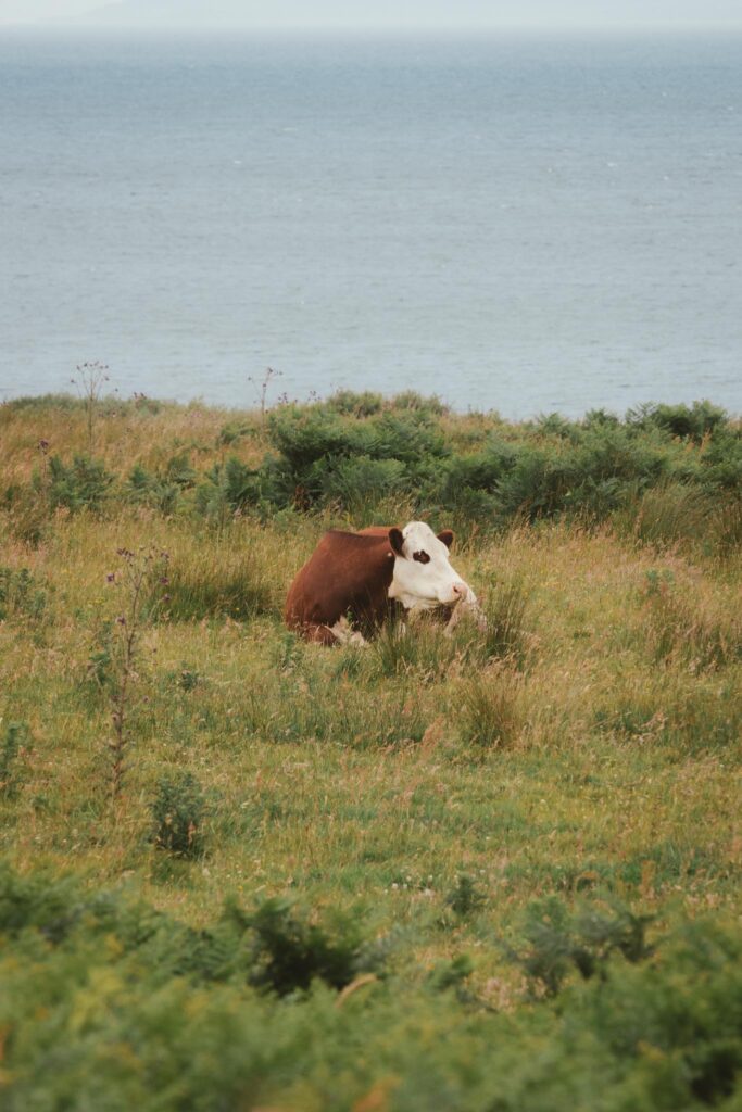 Cattle on Gigha