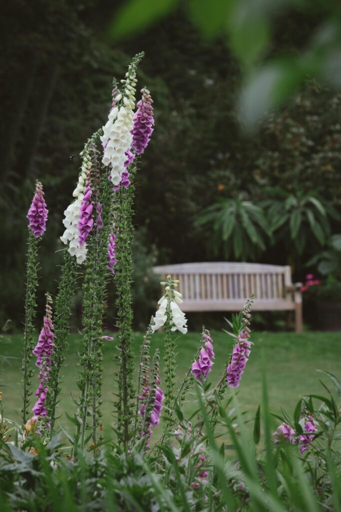 foxgloves on Gigha