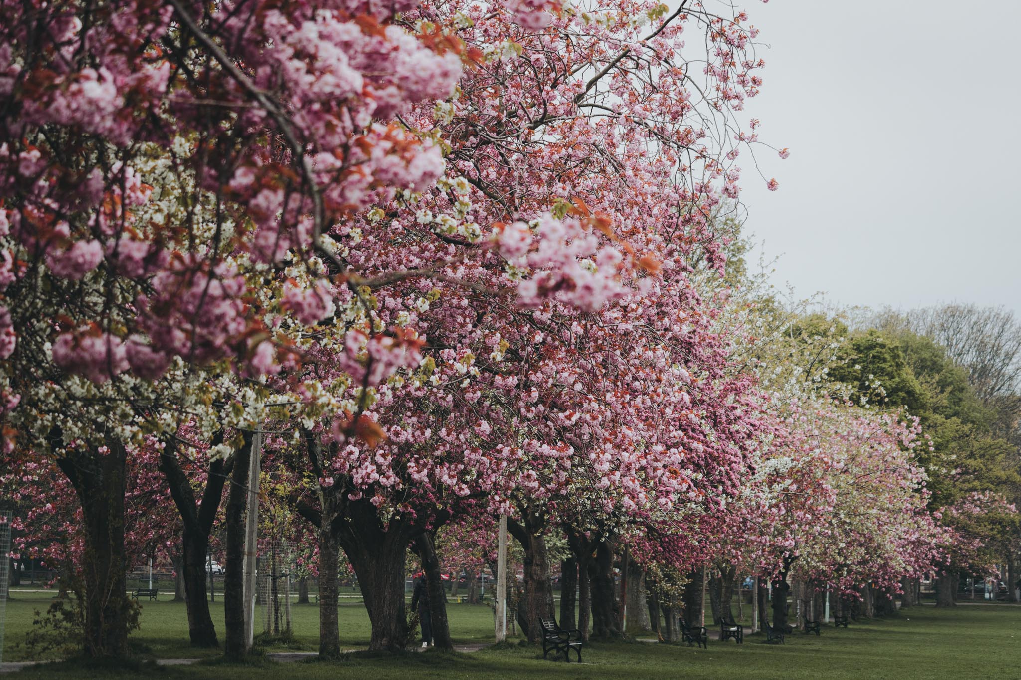 Best Places to see Cherry Blossoms in Edinburgh
